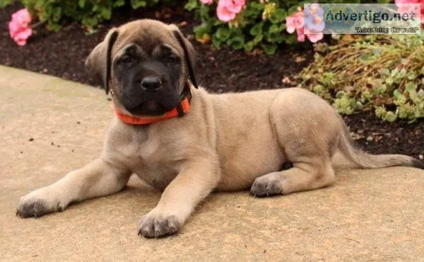 Murphy Mastiff puppies avail
