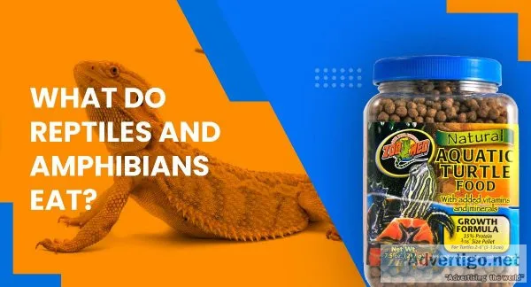 What Do Reptiles And Amphibians Eat