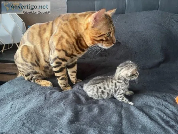 2204 SUPER TICA REGISTERED BENGAL KITTENS FOR ADOPTION NOW