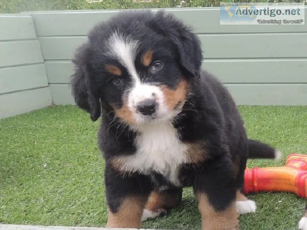 Bernese Mountain Dog Puppies