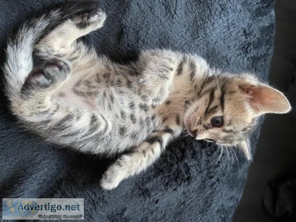 HAPPY4 TICA REGISTERED BENGAL KITTENS FOR ADOPTION NOW