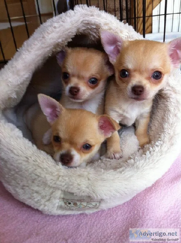 AKC Chihuahua Pups
