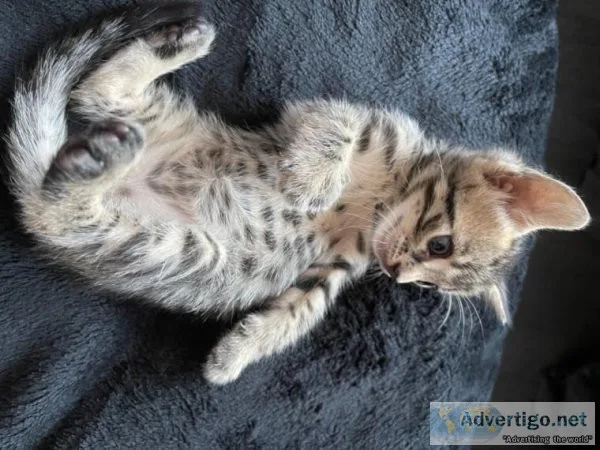 KINDLY_ TICA REGISTERED BENGAL KITTENS FOR ADOPTION NOW