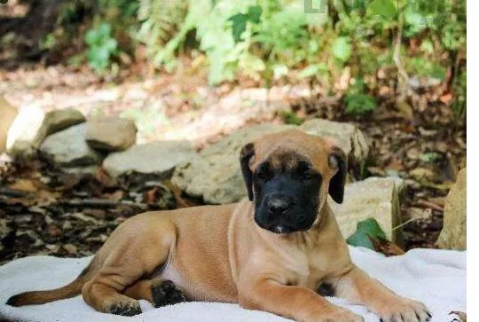 Dewormed Bullmastiff puppies