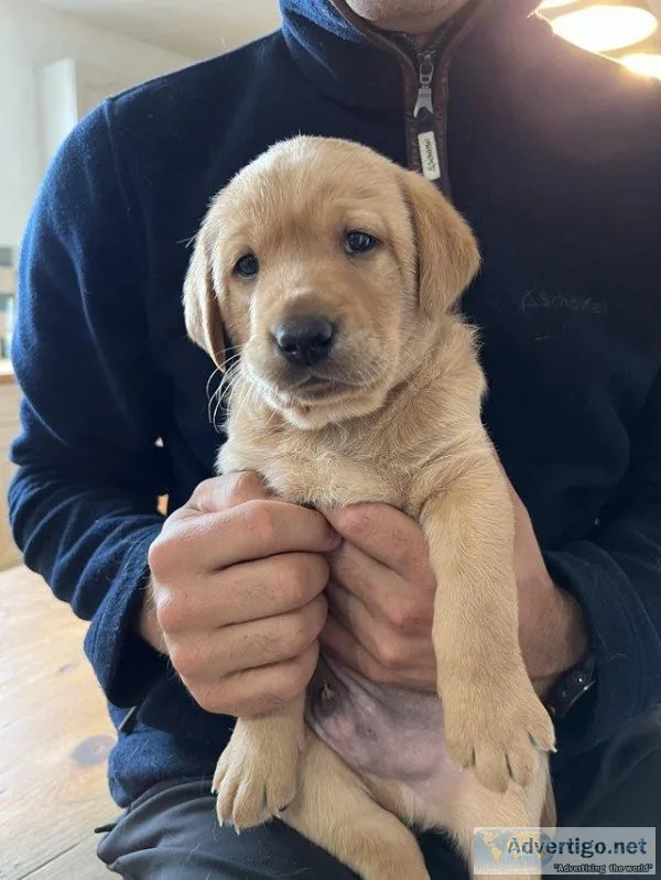 Superior litter of Labrador Retriever Puppies