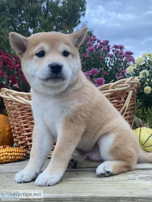 an energetic Shiba Inu puppy
