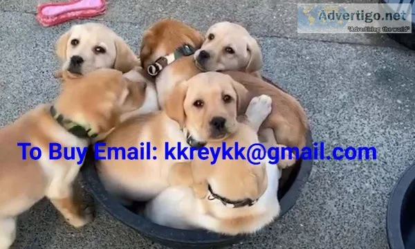Cheap Labrador and golden retriever puppies for adoption and reh