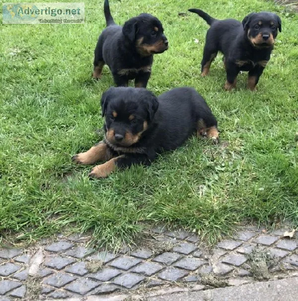 Pure German Rottweiller Pups