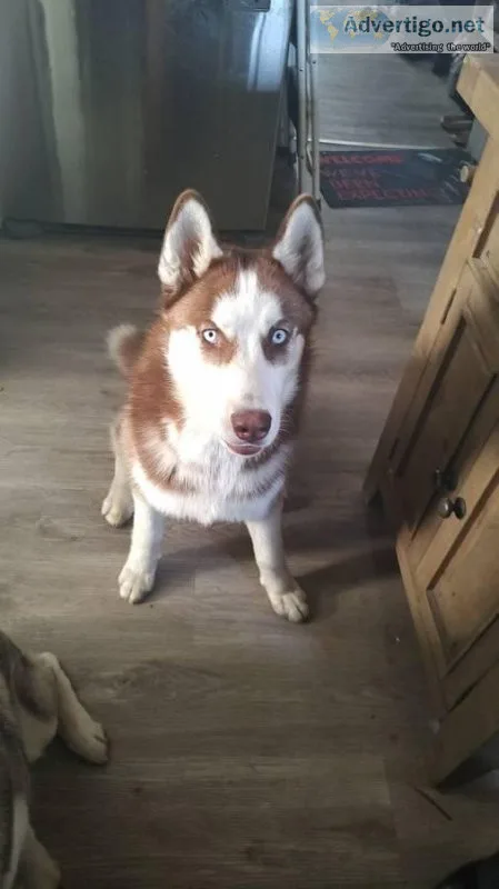 Red Husky