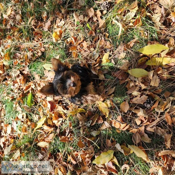 Delightful Yorkshire Terriers Available