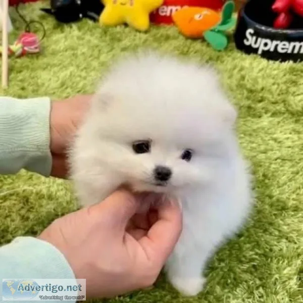 Charming Teacup Pomeranian Puppies Text via