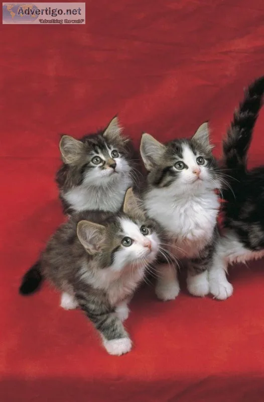 Norwegian Forest Cats