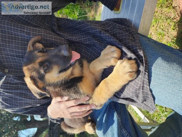 German shepherd puppies