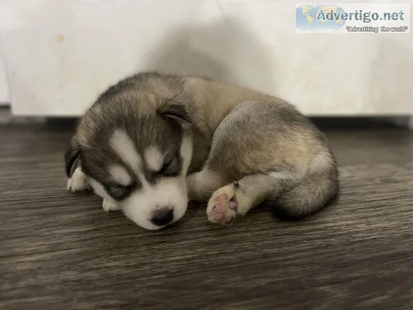 Husky puppys