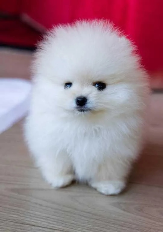 Healthy Home raised Pomeranian pups available.We have three AKC 