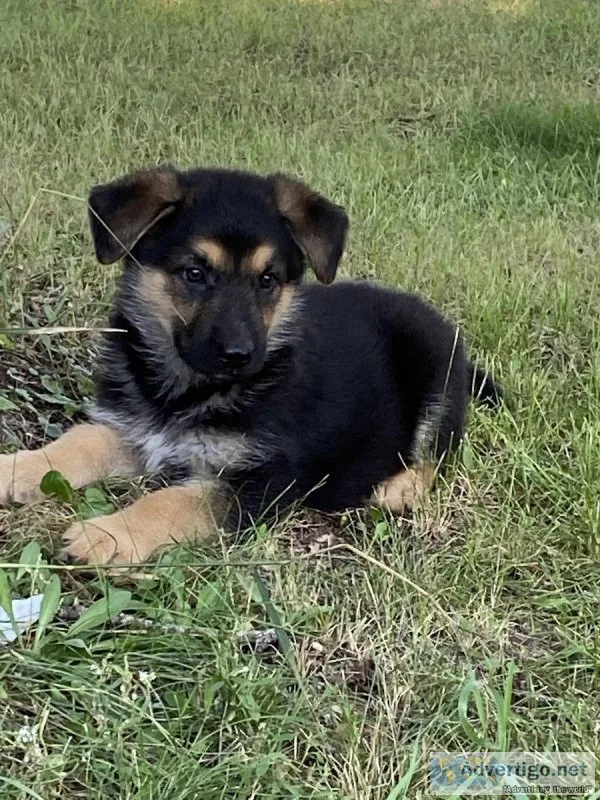 German Shepherds
