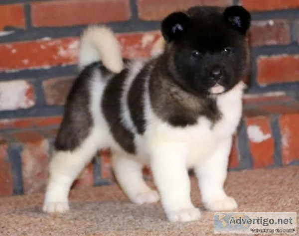 Akita puppies for sale and for adoption
