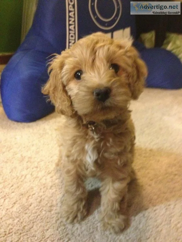 FB1 Cockapoo Puppies 2 Year Health Guarantee Included 