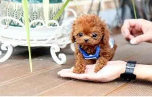 Lovely Toy Poodle Puppies Ready Now