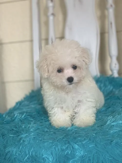 Male Maltese