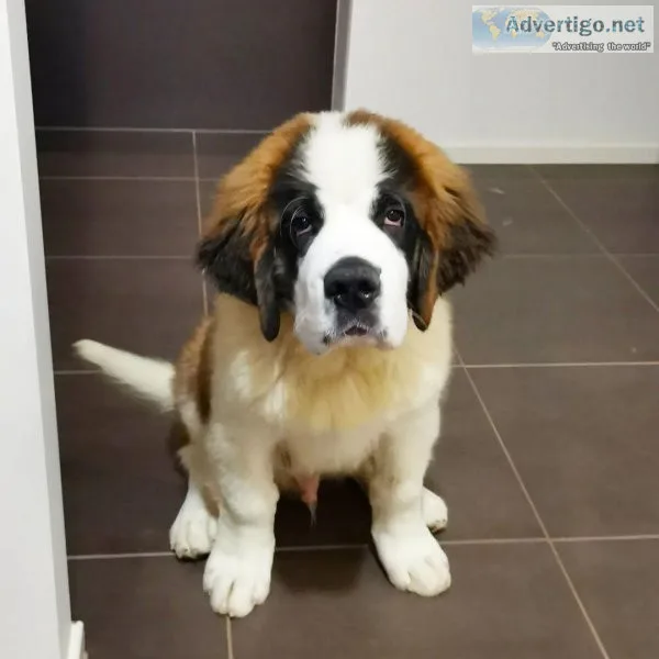 Adorable Saint Bernard puppies ready