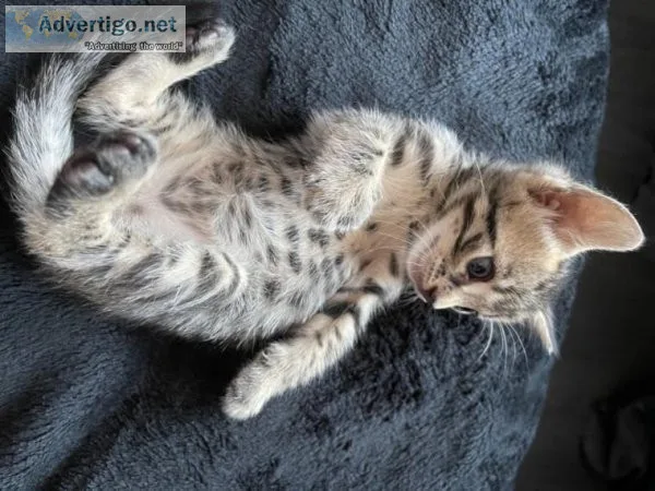 06 SUPER TICA REGISTERED BENGAL KITTENS FOR ADOPTION NOW
