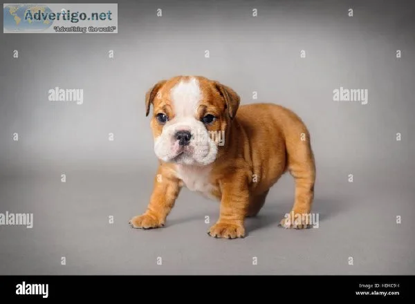 Akc Registered English Bulldog pups