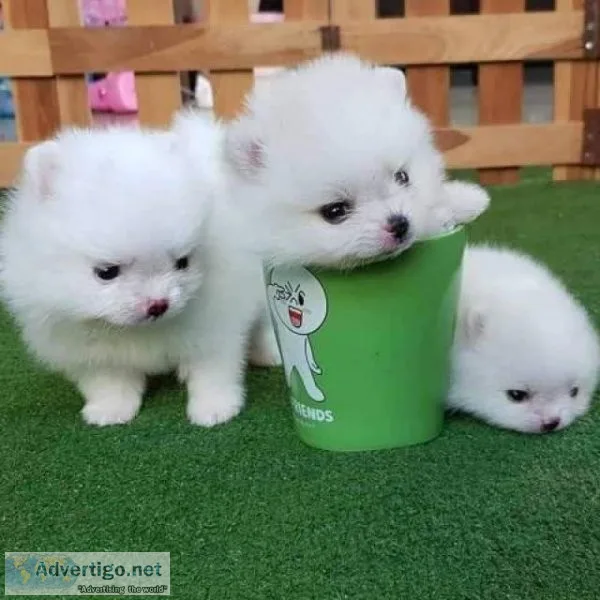 Beautiful Pomeranian puppies