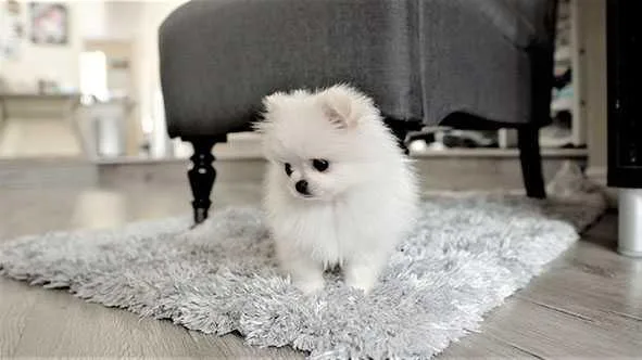 Our gorgeous Pomeranian puppy is looking for forever loving home