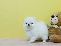 Healthy Home raised Pomeranian pups available