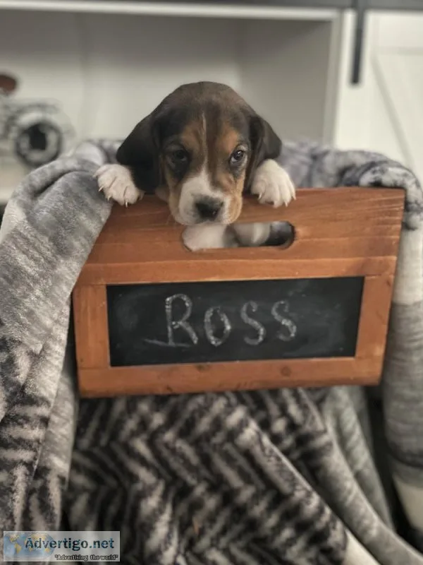 Pure Bred Beagle Puppies