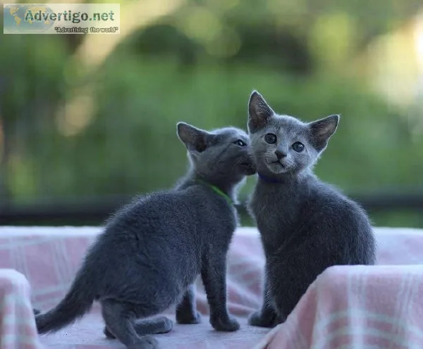 Blue Cute Russian Blue Kittens Ready Now