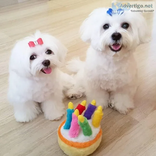 Extra Chaming Teacup Maltese Puppies