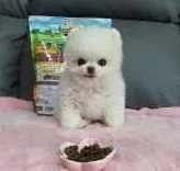 We have beautiful male and female Pomeranian pups