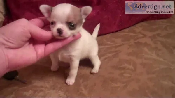 Chihuahua Puppies