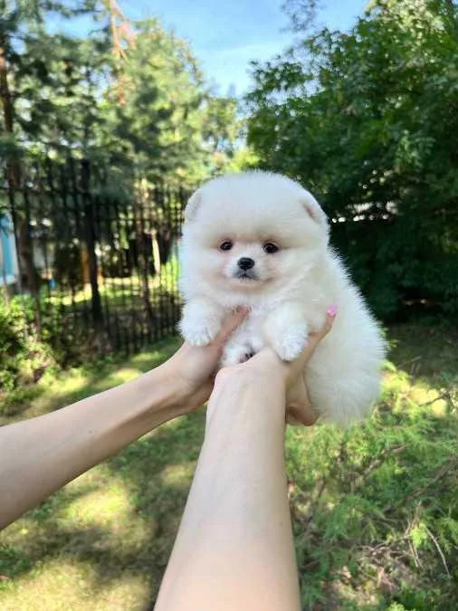 Pomeranian teddy bear absolutely gorgeous