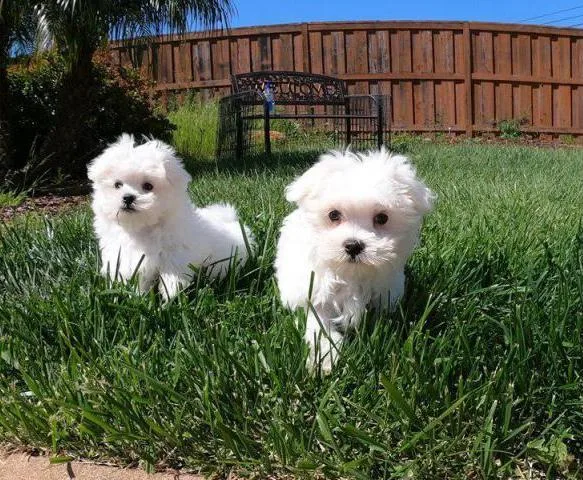 Ice White Maltese Puppies