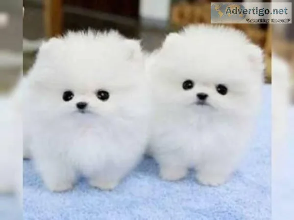We have three AKC registered Pomeranian puppies that need new ho