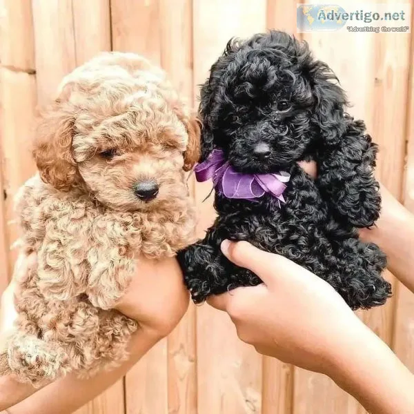 Teacup poodle Puppy