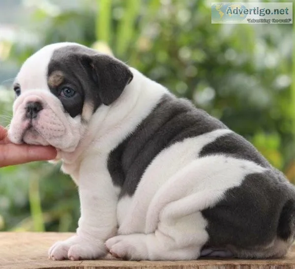 English Bulldog