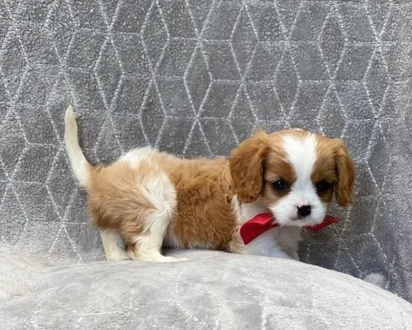 Cute King Charles Pups Available