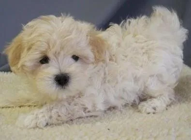 Adorable Maltipoo Puppies