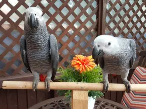 A Pair of Talking African Grey Parrots.