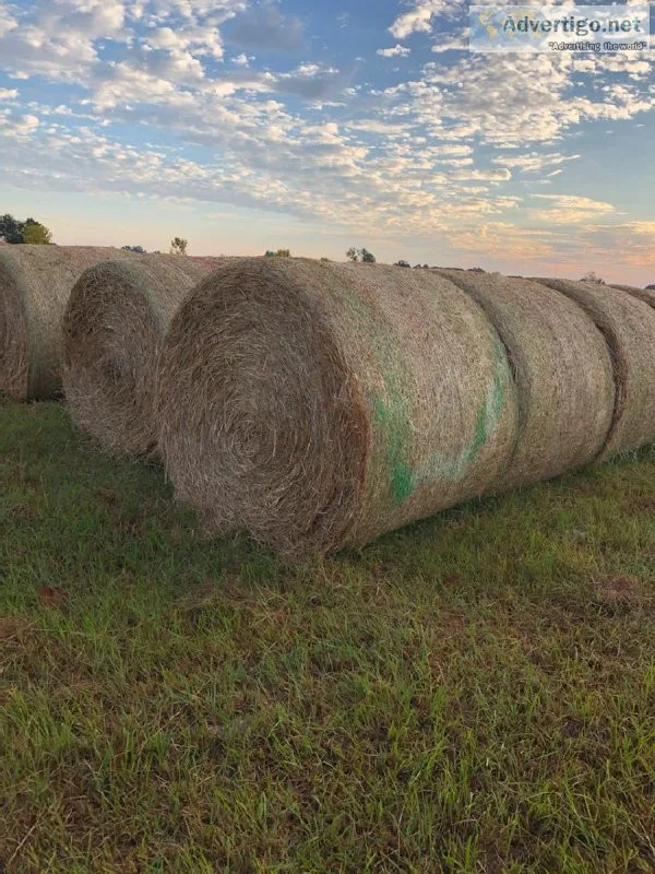 600 5x5 Round Bales of hay for sale baled September 2022