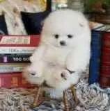 KC registered Cream Pomeranian