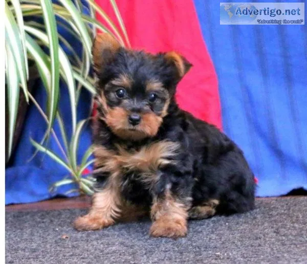 Yorkshire Terrier puppIES