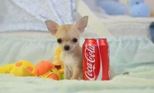 Chihuahua 450.00