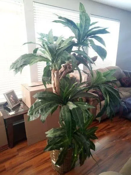 Beautiful and Tall Artificial Palm Tree