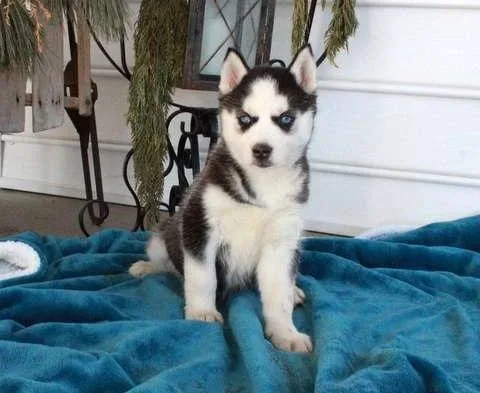 Obedient Siberian Husky Puppies