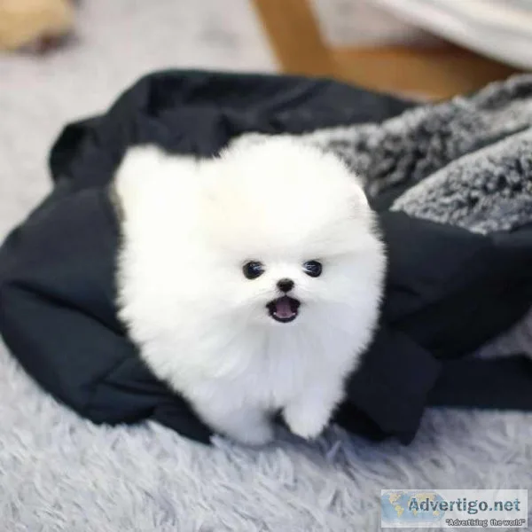 A KC Adorable Teacup Pomeranian Pomeranian Puppie.